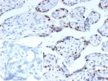 p57 Antibody / p57Kip2 - image 1