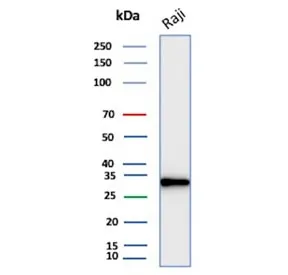 CD20 Recombinant Antibody - image 1