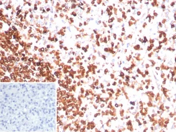CD3 epsilon Recombinant Antibody - image 1