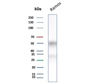 CD27 Recombinant Antibody - image 1