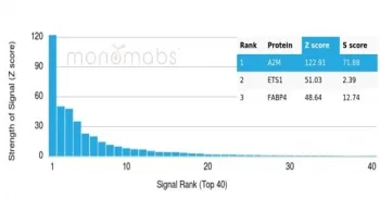 A2M Antibody / Alpha-2-Macroglobulin - image 1