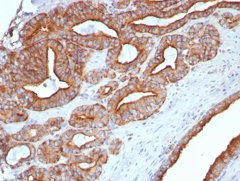 LAMP1 Antibody / CD107A - image 1