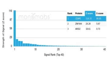 C/EBP epsilon Antibody / CEBPE - image 1