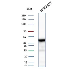 CKB Recombinant Antibody / Creatine kinase B - image 1