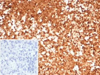 HSP90 alpha Antibody / HSP90AA1 - image 1