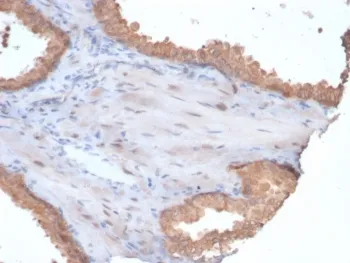 HSP90 alpha Antibody / HSP90AA1 - image 1