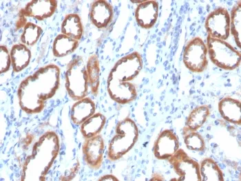 Thrombospondin Antibody / THBS1 - image 1