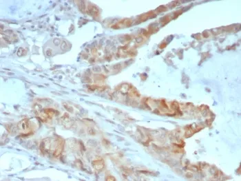 Annexin A2 Antibody / ANXA2 - image 1