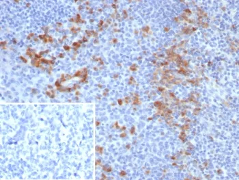 B7-H3 Antibody / CD276 - image 1