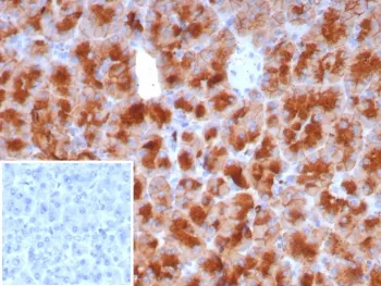 Glycoprotein 2 Recombinant Antibody / GP2 / ZAP75 - image 1