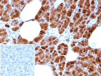 Glycoprotein 2 Recombinant Antibody / GP2 / ZAP75 - image 1