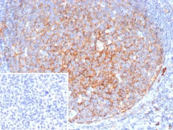 CD11b Antibody / MAC-1 - image 1