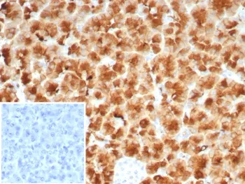 Glycoprotein 2 Recombinant Antibody / GP2 / ZAP75 - image 1