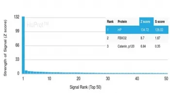 Haptoglobin Antibody - image 1