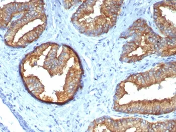 Beta Tubulin Antibody / TUBB - image 1