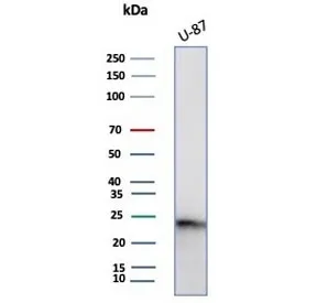 CSF3 Antibody / Granulocyte-Colony Stimulating Factor - image 1