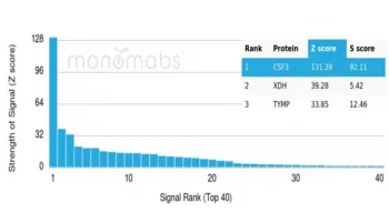 CSF3 Antibody / Granulocyte-Colony Stimulating Factor - image 1