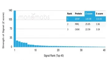 GFAP Antibody / Glial Fibrillary Acidic Protein - image 1