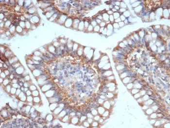 SIGLEC10 Antibody - image 1