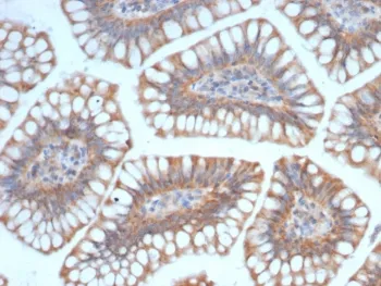 SIGLEC10 Antibody - image 1