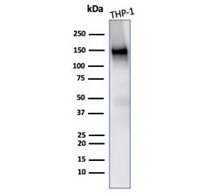 CD31 Antibody / PECAM-1 - image 1