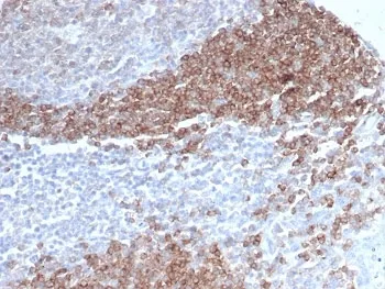 CD79b Antibody - image 1