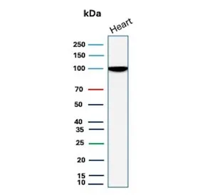 N-Cadherin Recombinant Antibody / CDH2 - image 1