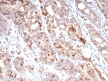 Survivin Antibody / BIRC5 - image 1
