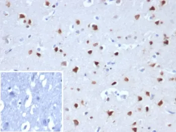 NeuN Recombinant Antibody / Fox3 / Rbfox3 - image 1