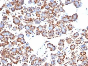 SMAD4 Recombinant Antibody - image 1