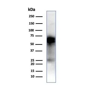CD33 Antibody - image 1
