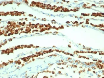 Napsin A Recombinant Antibody - image 1
