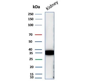 Napsin A Recombinant Antibody - image 1
