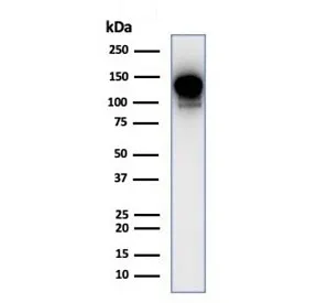 PI3KCD Antibody / PI3K delta / p110delta - image 1