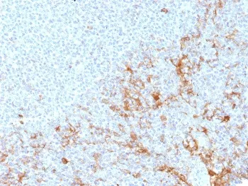 FCGR1A Antibody / CD64 - image 1