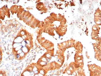 MPZ Antibody / Myelin Protein Zero - image 1