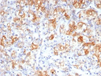 COX2 Antibody / PTGS2 - image 1