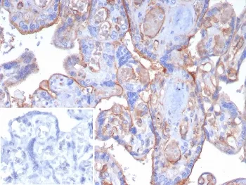 Thrombomodulin Recombinant Antibody / CD141 - image 1