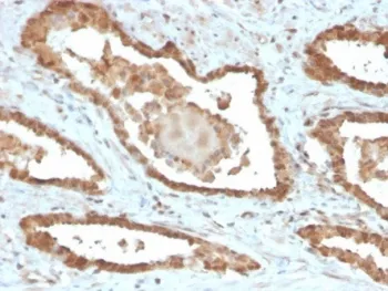 MIF Antibody / Macrophage migration inhibitory factor - image 1