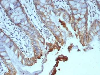 ICOS-L Antibody / ICOS Ligand / B7RP-1 - image 1