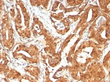 MIF Antibody / Macrophage migration inhibitory factor - image 1