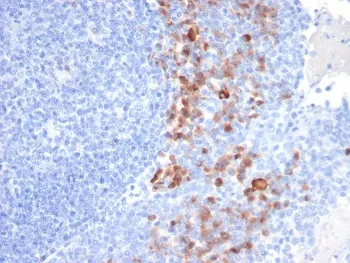 Syndecan-1 Antibody / CD138 - image 1
