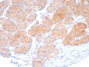 Beta-Parvin Recombinant Antibody - image 1
