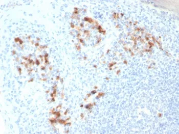 Syndecan-1 Antibody / CD138 - image 1