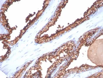 CD26 Antibody - image 1