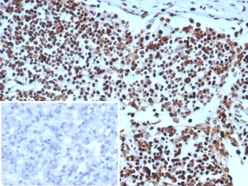 Ku80 Antibody / XRCC5 - image 1