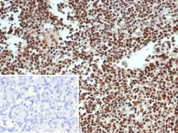 Ku80 Antibody / XRCC5 - image 1