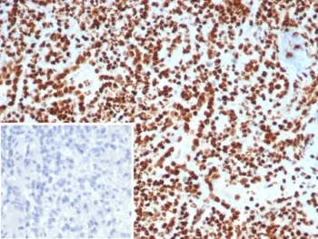 Ku80 Antibody / XRCC5 - image 1