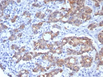 Villin Recombinant Antibody - image 1