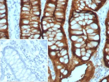 Villin Recombinant Antibody - image 1